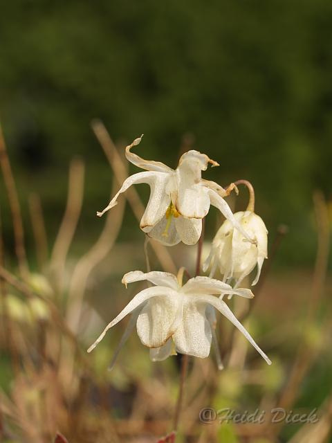 Epimedium grand var higoense1.JPG